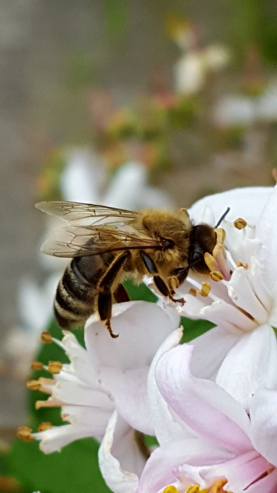 Biene beim sammeln