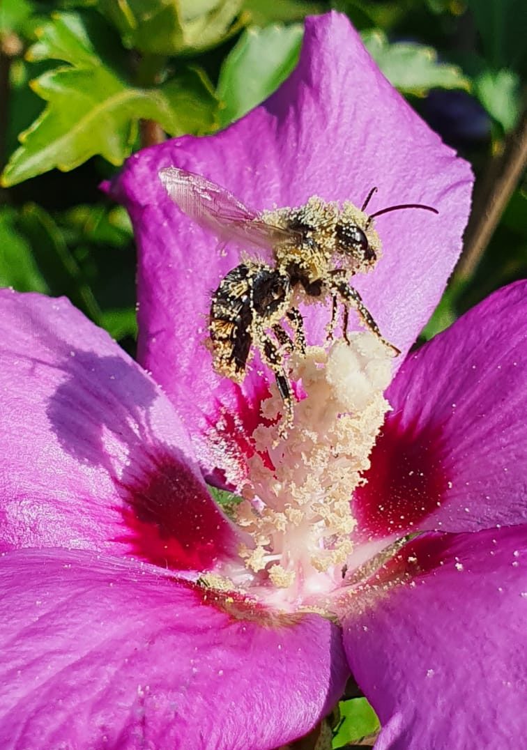 Pollensammlerin im Hibiskus
