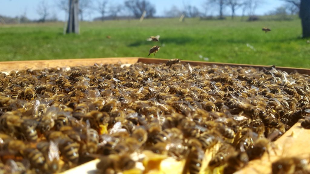Bienenbeute einer Bienenpatenschaft