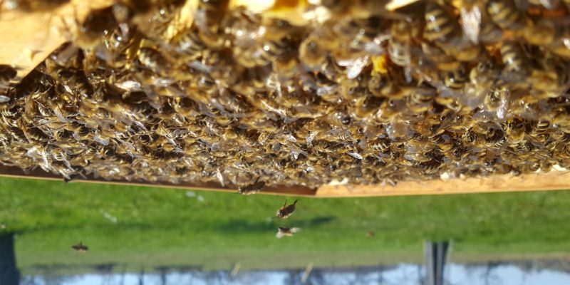 Bienenbeute einer Bienenpatenschaft