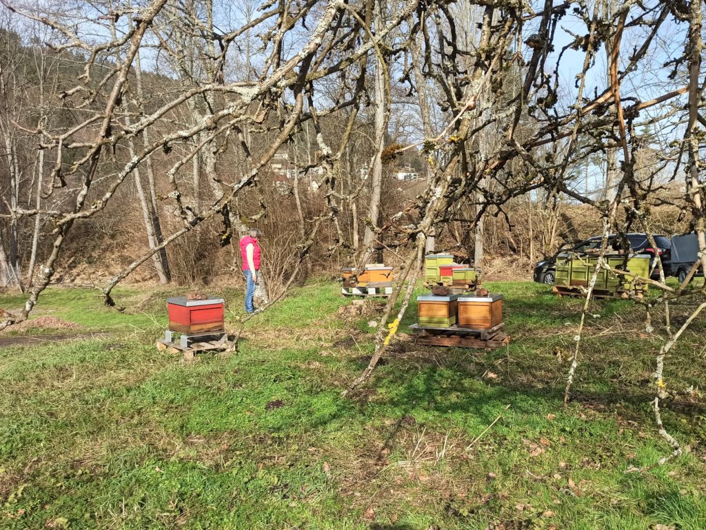 Bienenstand im Schwarzwald - Bad Wildbad