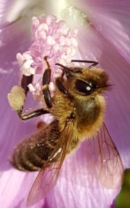Pollenhöschen