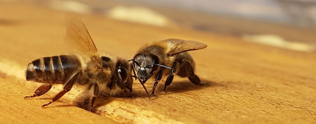 zwei Bienen die sich kennen