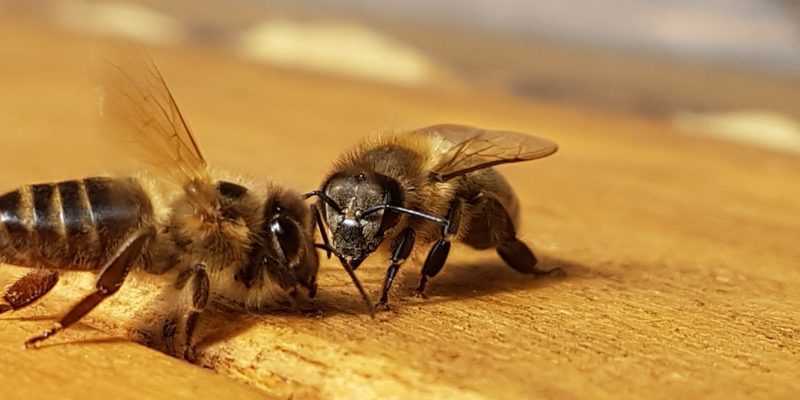 zwei Bienen die sich kennen