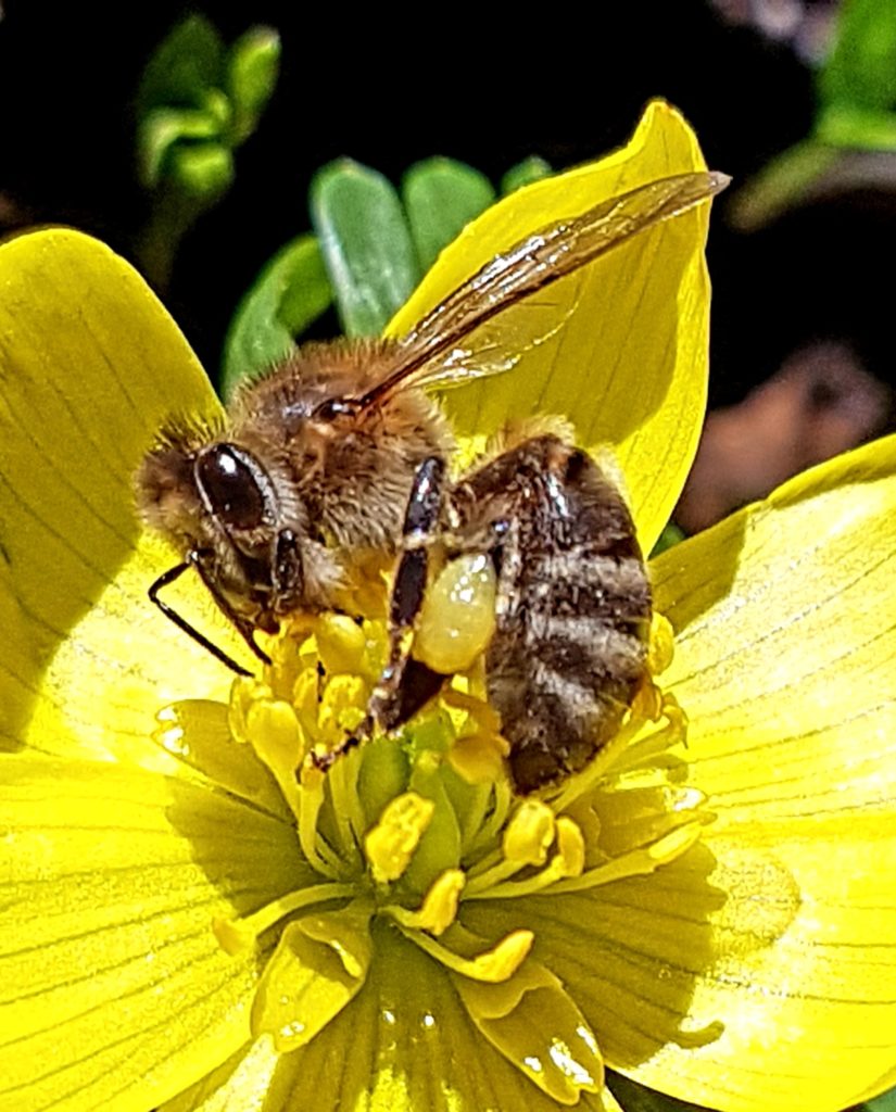 Pollensammlerin im Februar