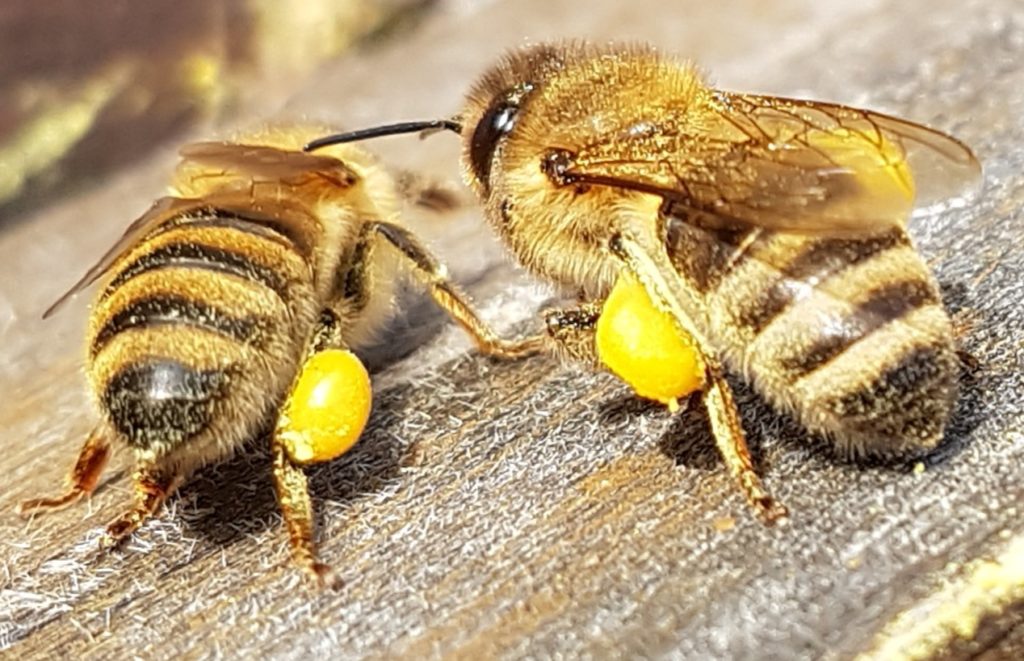 Pollenhoeschen