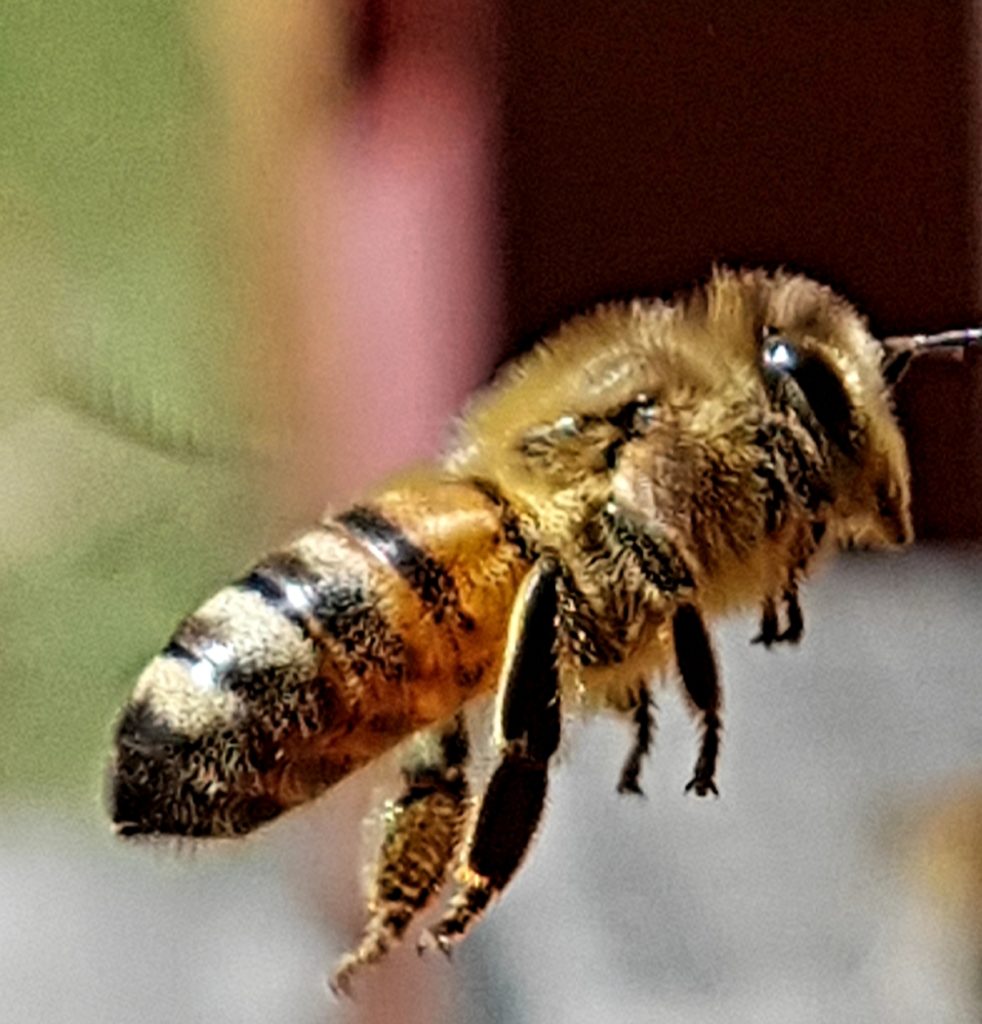 Weltbienentag 2021 Honigbiene