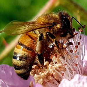 Sammlerin mit Pollenhöschnen