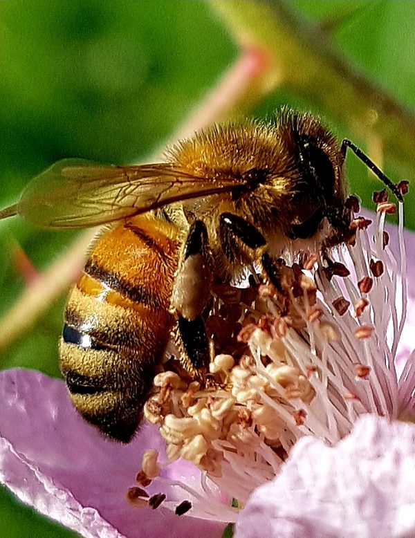 Sammlerin mit Pollenhöschnen