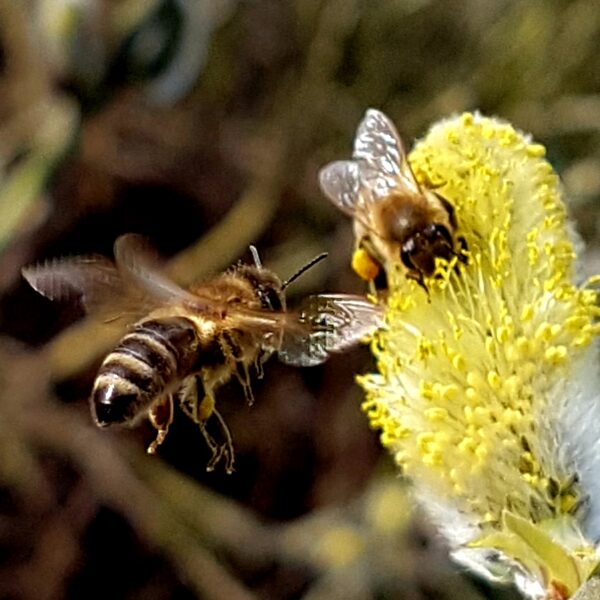 Weide Pollen im März