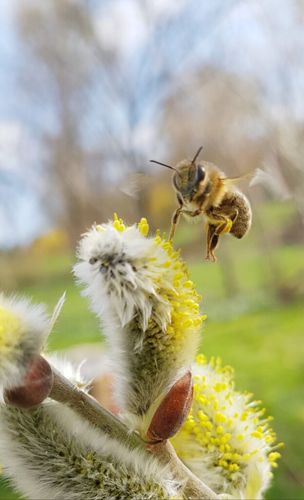 Weiden - Nahrung für die Bienen im März
