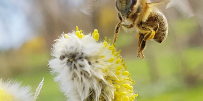 Weiden - Nahrung für die Bienen im März